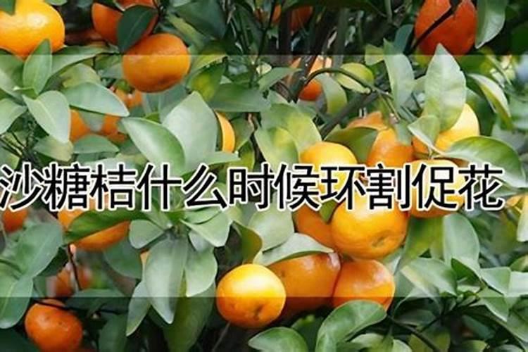 种植沙糖桔南丰蜜桔马水桔和金桔用什么叶面肥好？