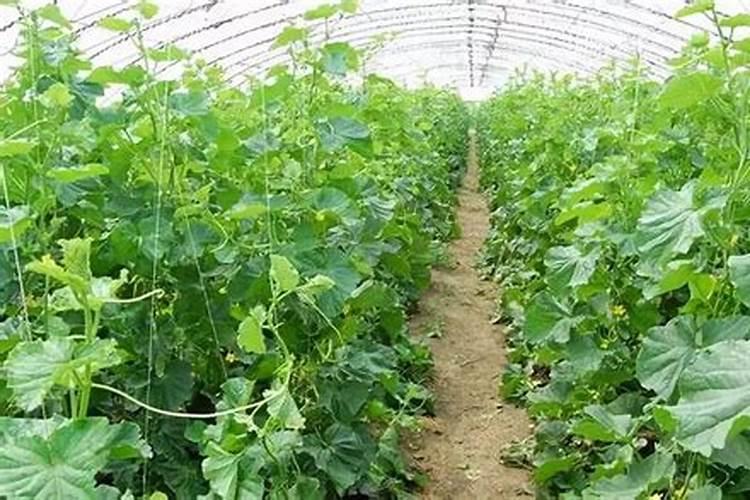 黄瓜苗徒长怎么处理