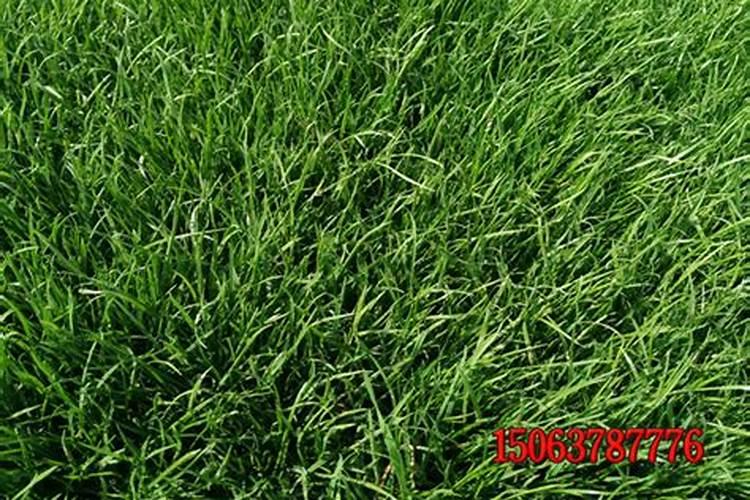 草子发芽后施什么肥料