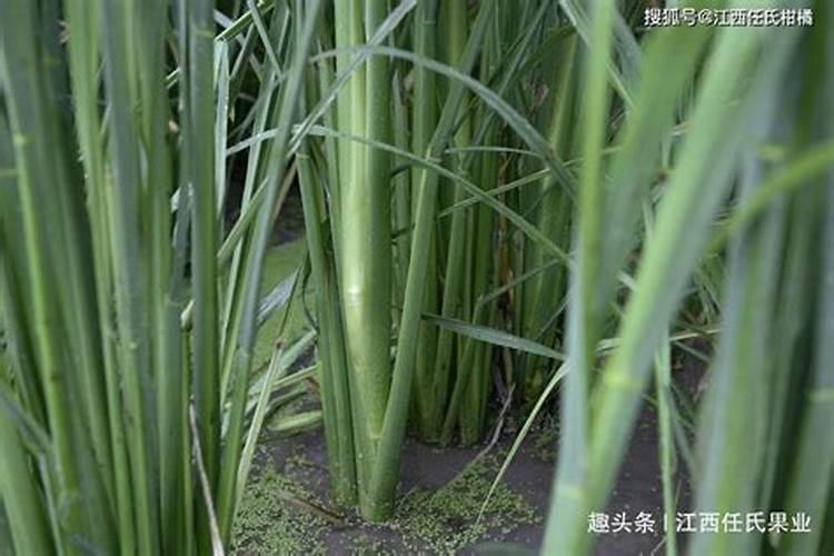 茭白可喷硼肥吗？