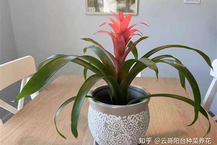 空气凤梨如何施肥