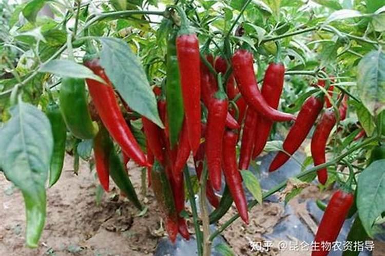 种辣椒用什么肥料好