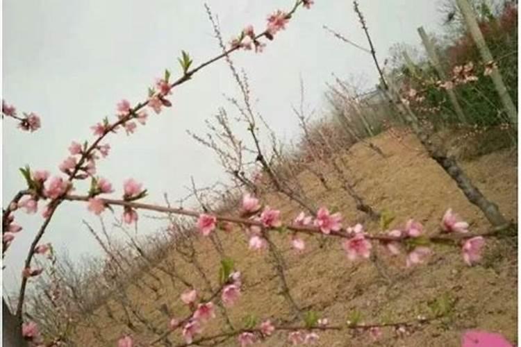 早春桃树开花前适量追施肥料,有什么作用？