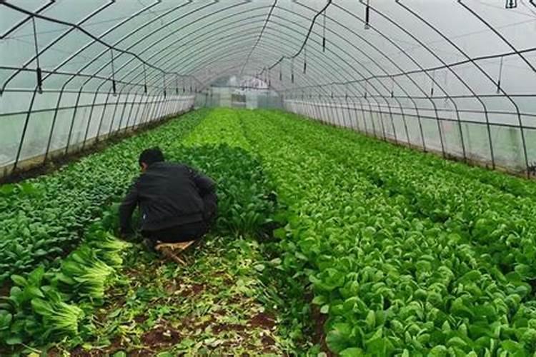大棚蔬菜常用肥料有哪些