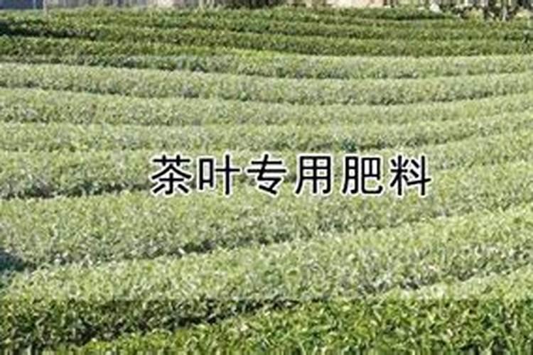 茶叶专用肥料