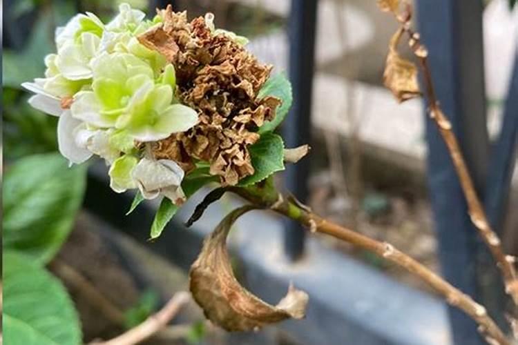 绣球花施肥时间和方法