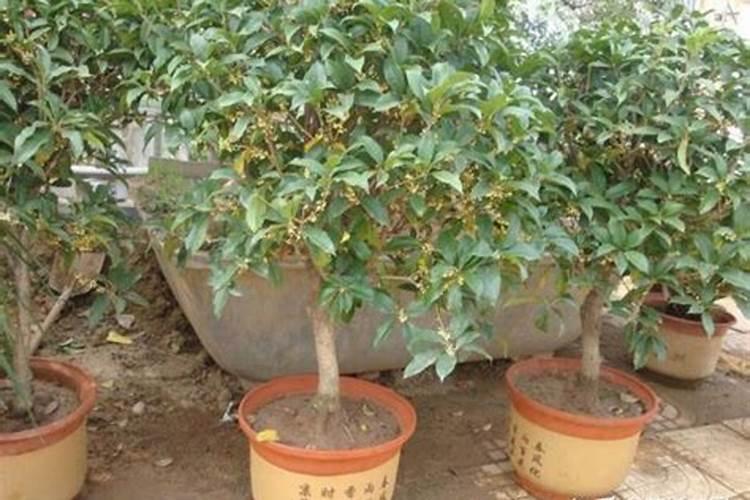 桂花花肥制作与使用方法