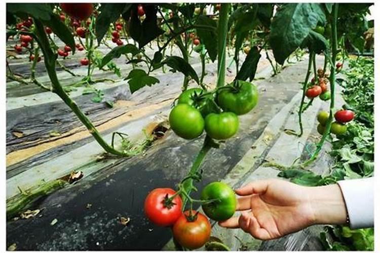 大棚西红柿定植后什么时候开始喷叶面肥？
