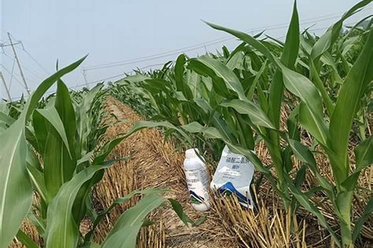 玉米1号金大棒叶面肥哪个品牌好