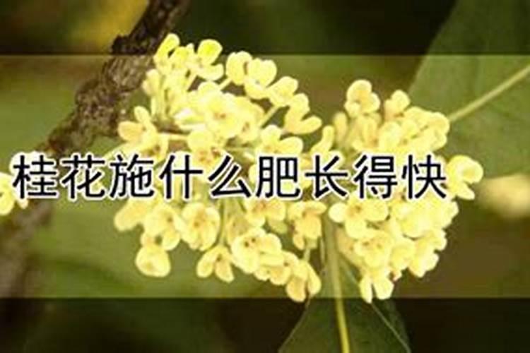 化肥有美盛带美的还有什么牌子