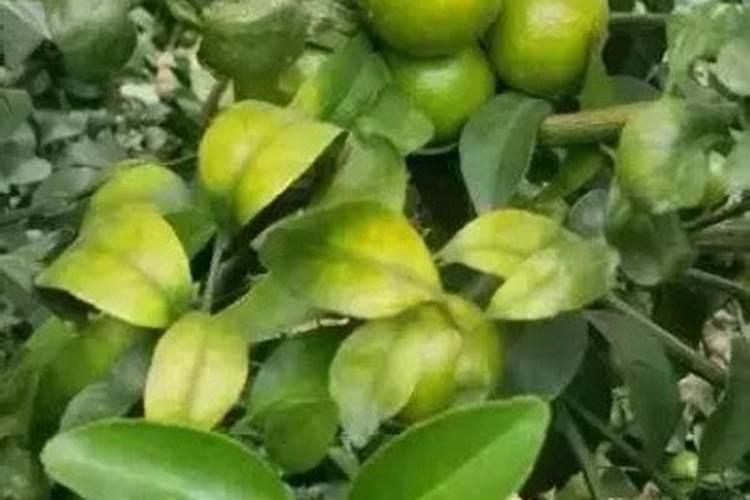 柑橘缺镁症防治方法