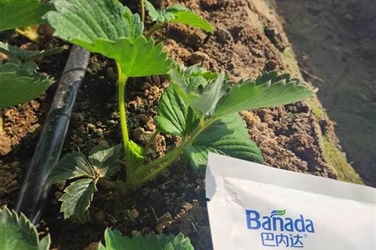 草莓如何施肥 草莓施肥技巧