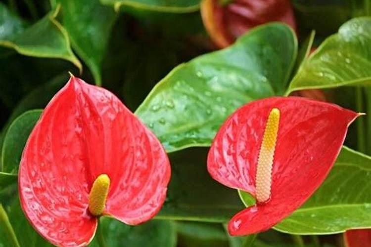 三角梅有花苞能喷磷钾肥吗 三角梅有花苞能喷磷钾肥