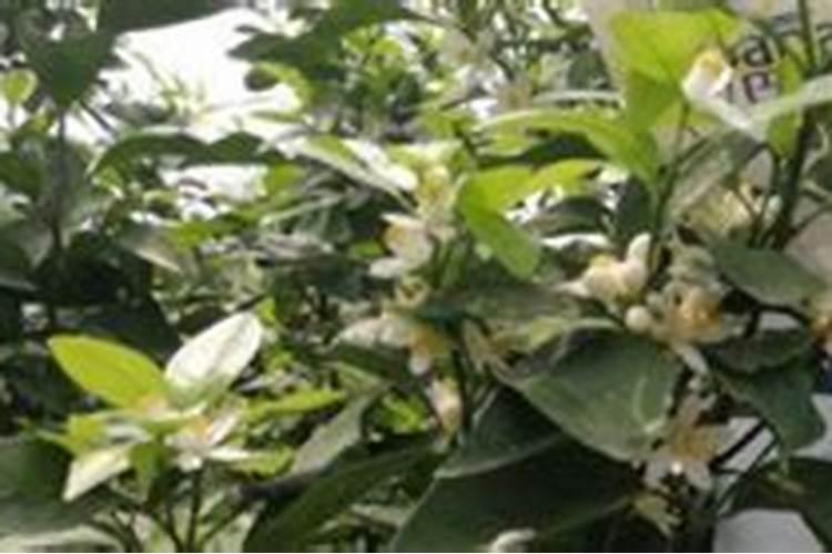 南方果树春季如何施肥,南方果树春季