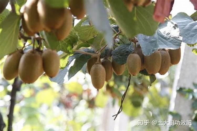 我猕猴桃叶面喷施,这种水溶肥一斤兑多少斤水？