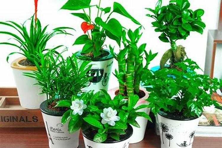 花叶子发黄用什么肥料 ？10种原因对症下药