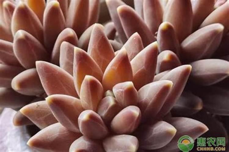 多肉夏天多久施一次肥 多肉植物夏季肥料使用频率是多久？