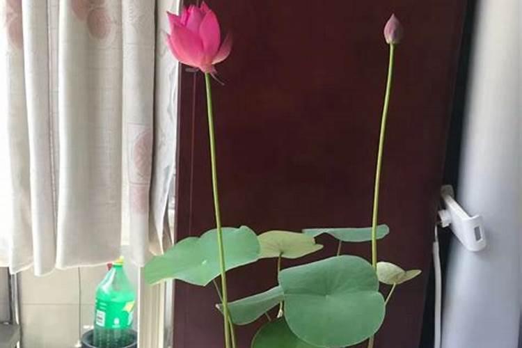如何给碗莲施肥