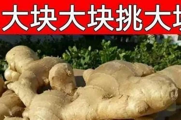 施什么肥让大姜粗壮？