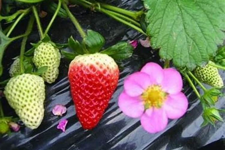 草莓开花后怎么施肥