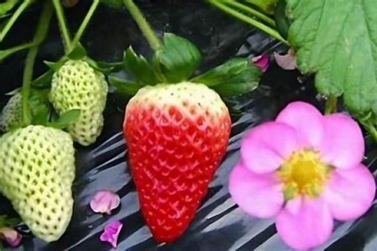 草莓开花了可以施什么肥