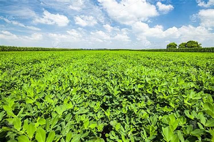 花生施硼肥的最佳时期