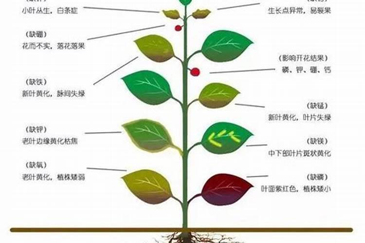 绿萝怎么样施肥