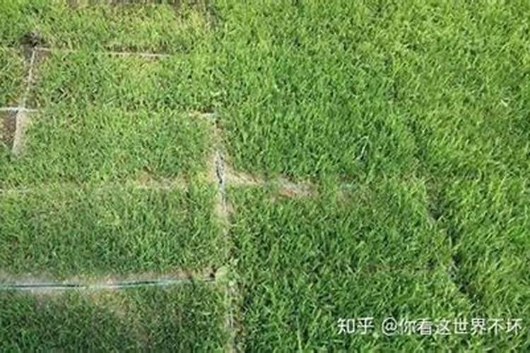 百香果施什么肥料最好