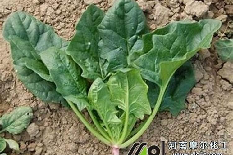 “芦笋”总怕养不好？没那么难施肥做得好芦笋也能绿!