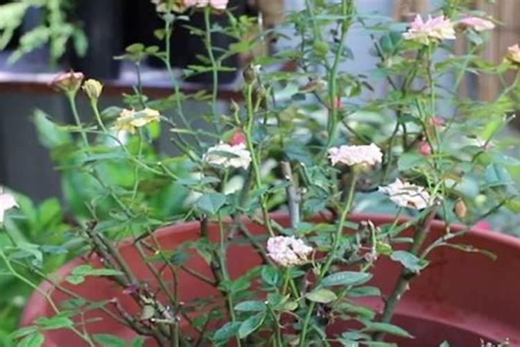 月季施什么肥开花最好