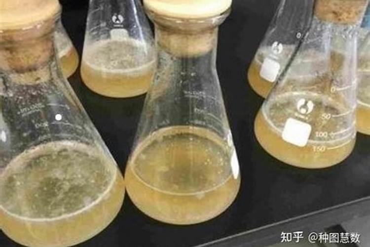 鱼蛋白自制配方比例