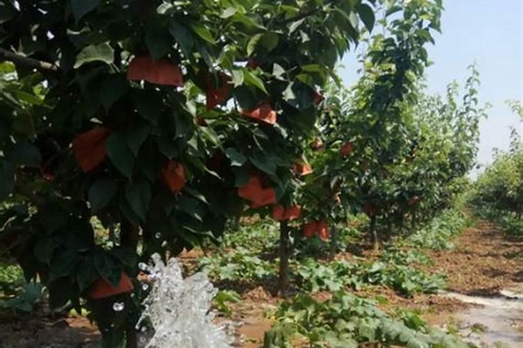 果树施肥料一天后遇到大雨,肥料的使用效果如何？