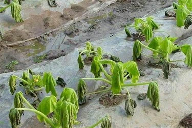 种水稻颗粒杀虫剂有哪些