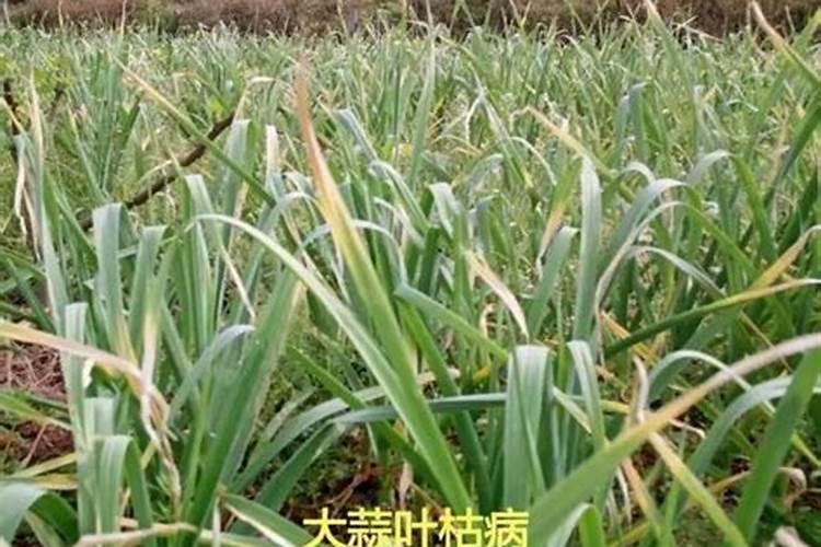 蒜苗叶子发黄怎么办
