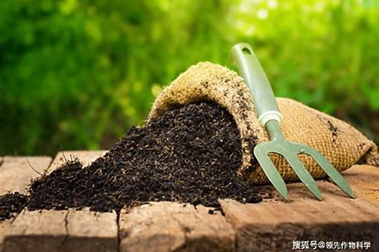 海藻肥料有什么特点？海藻肥料有什么功能？