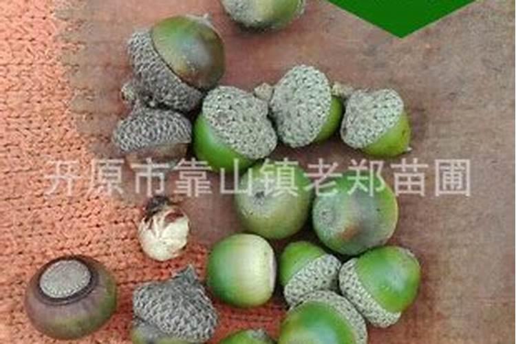 东北柞树就是橡树吗
