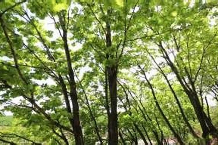 哪里能找到柞树叶