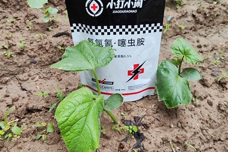 韭菜如何施肥需肥比例？