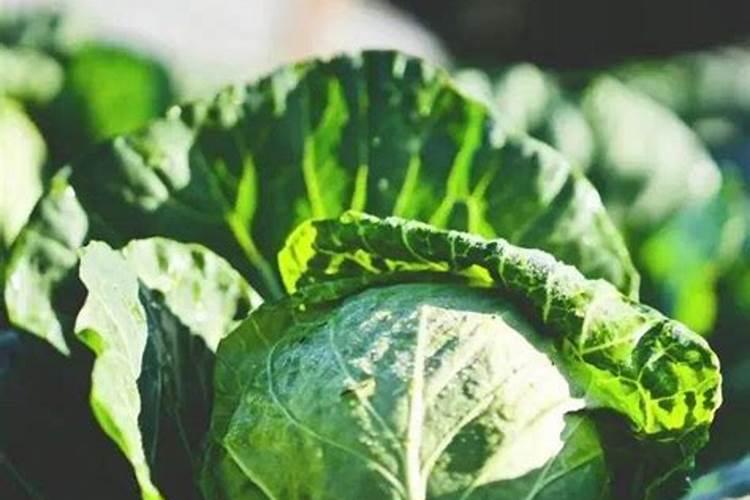 种白菜用什么肥料好
