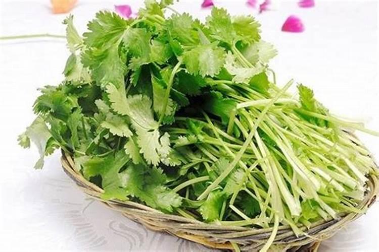 怎么能让香菜快速变绿发亮？生长的更好一些