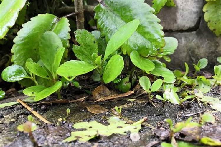 落地生根的养殖方法和注意事项