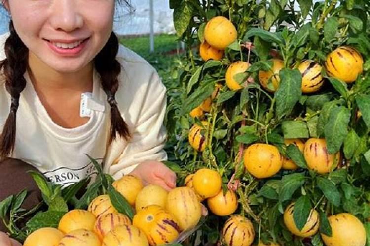 果树叶子发黄了,用什么肥料改善？
