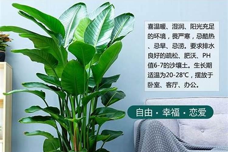 百合花在长花骨朵是可以施肥吗？,是什么肥？