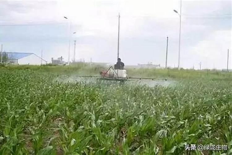 叶面喷施硼肥的最佳时间 硼肥应该怎么用