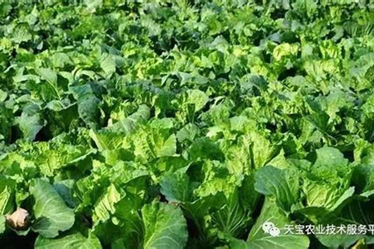 西兰花出现黄化米粒的问题要怎么处理才好