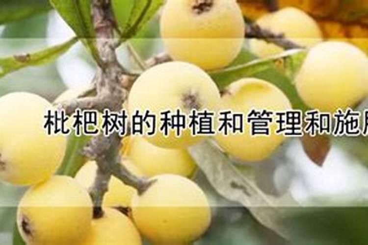 如何种枇杷