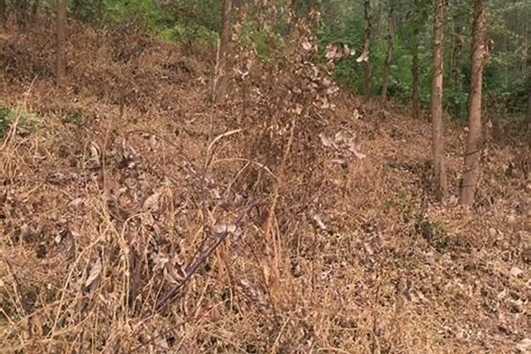 磷钾叶面肥不能和什么农药混用呢