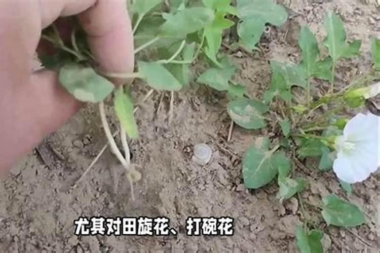 草甘膦箱没洗接着打了叶面肥对树有影响吗？
