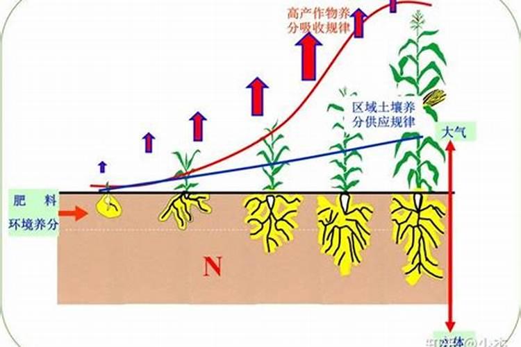 种植黄瓜的时候,为什么要避免偏施氮肥？