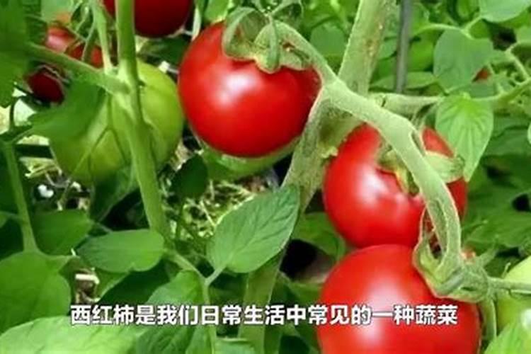 番茄转色期可以用202020的水溶肥吗？